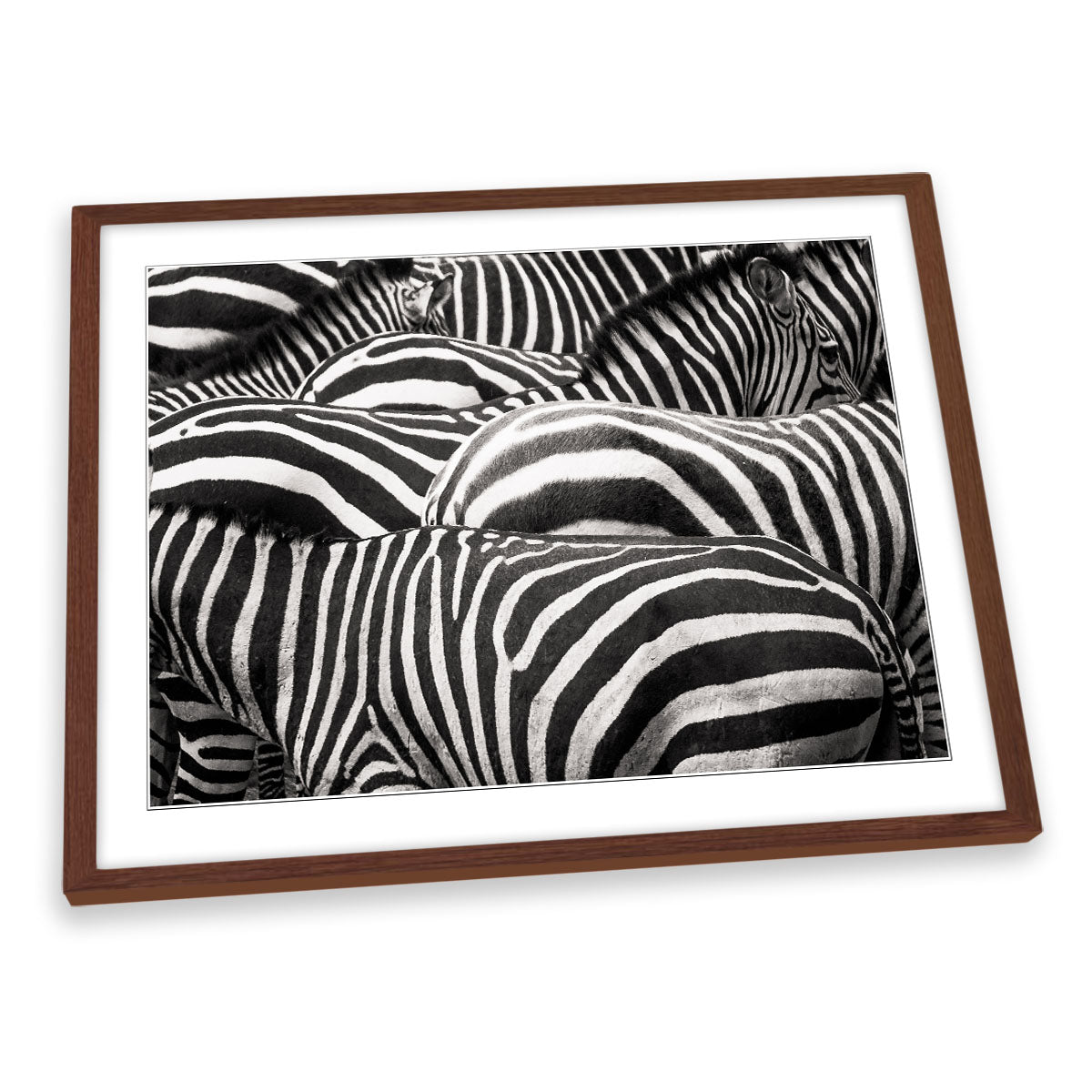 Zebras Together Wildlife FRAMED ART PRINT Picture Artwork
