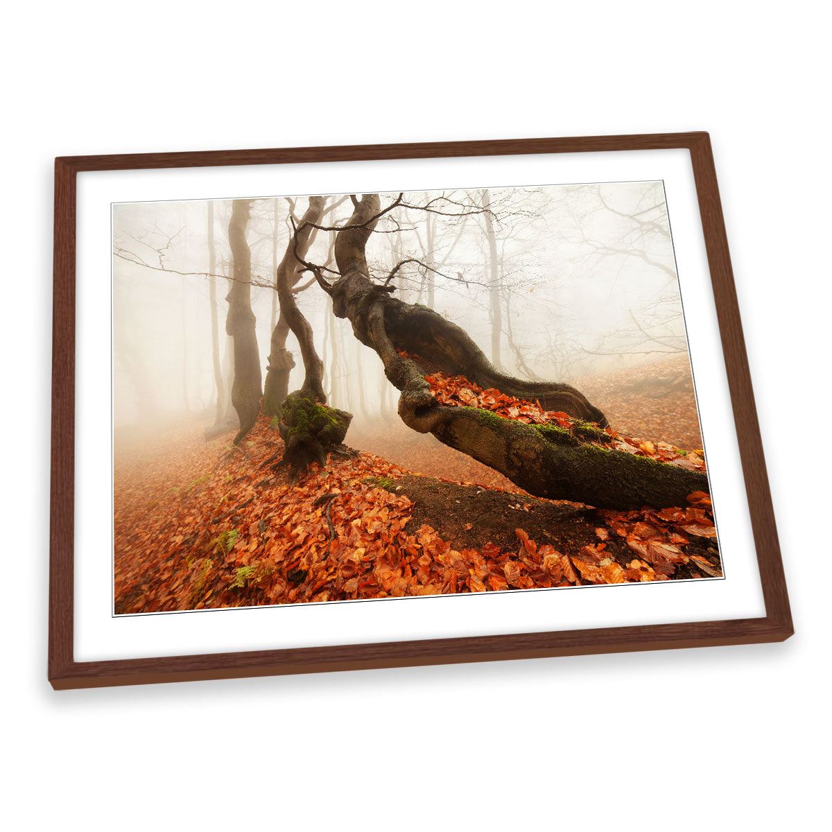 Aging Autumn Forest Trees Orange FRAMED ART PRINT Picture Artwork