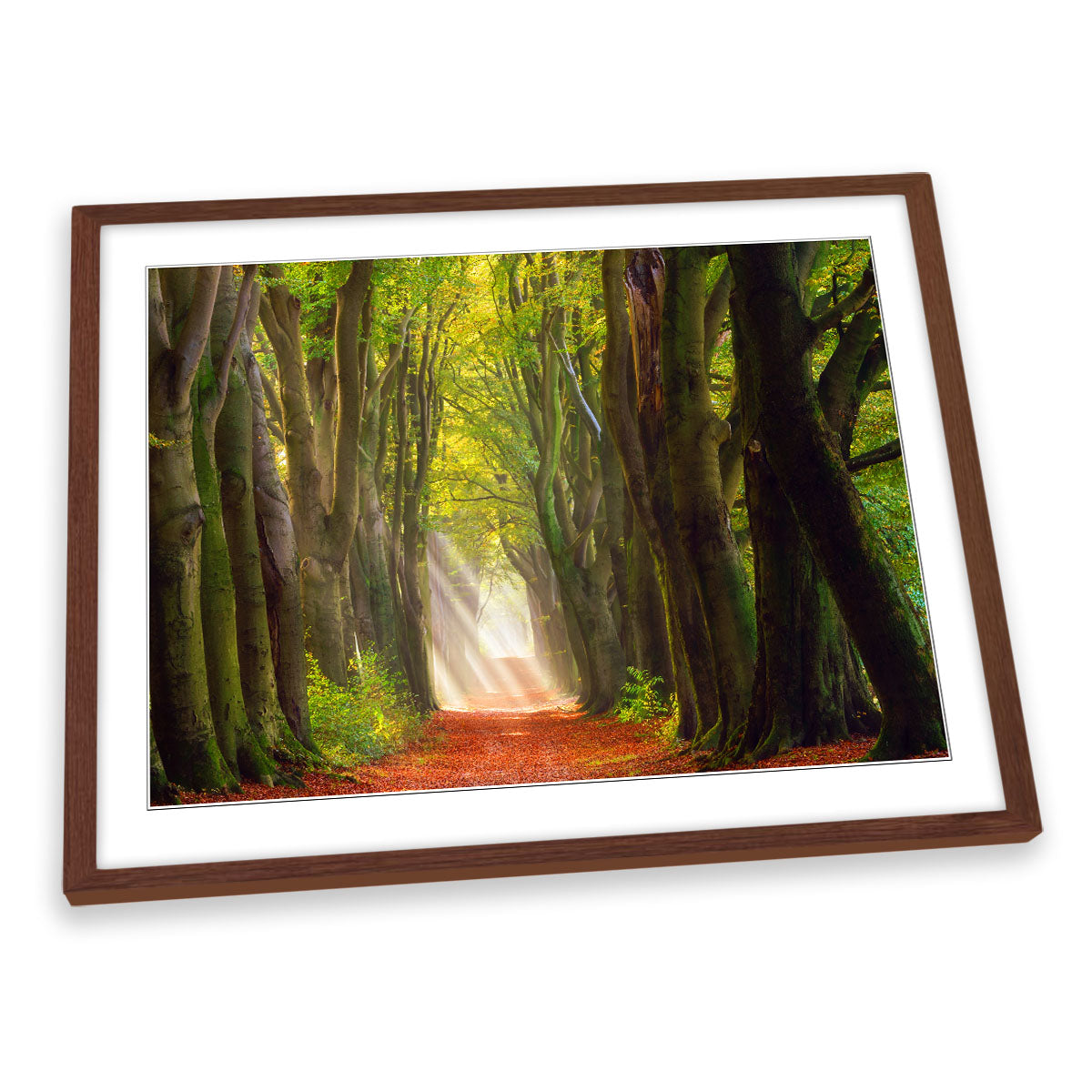 A Glorious Day Forest Trees Path FRAMED ART PRINT Picture Artwork