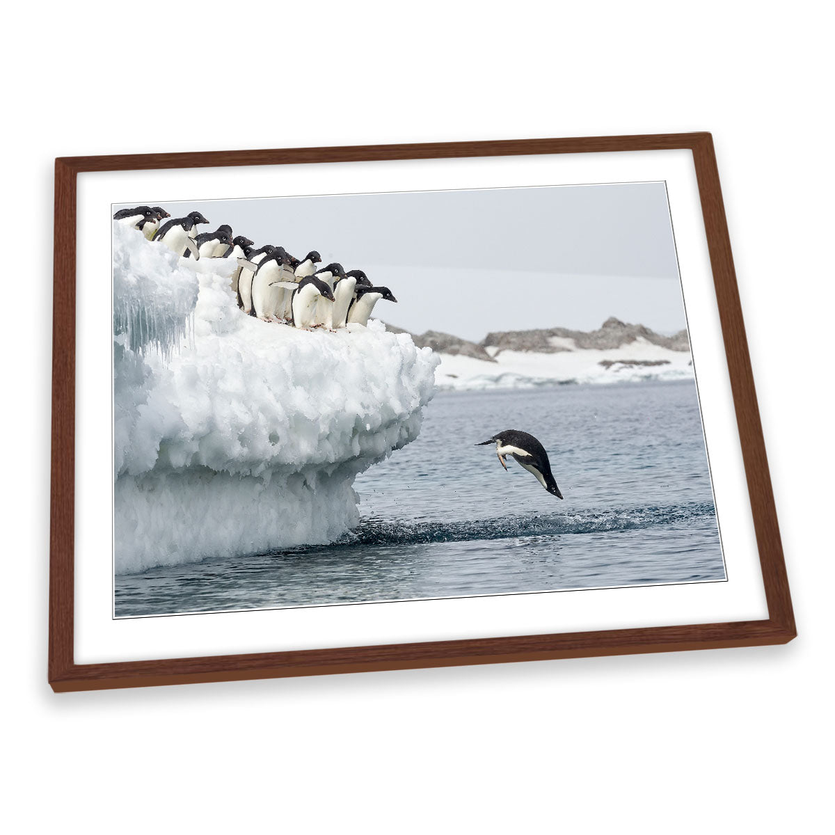 Penguin Splash Dive Wildlife FRAMED ART PRINT Picture Artwork