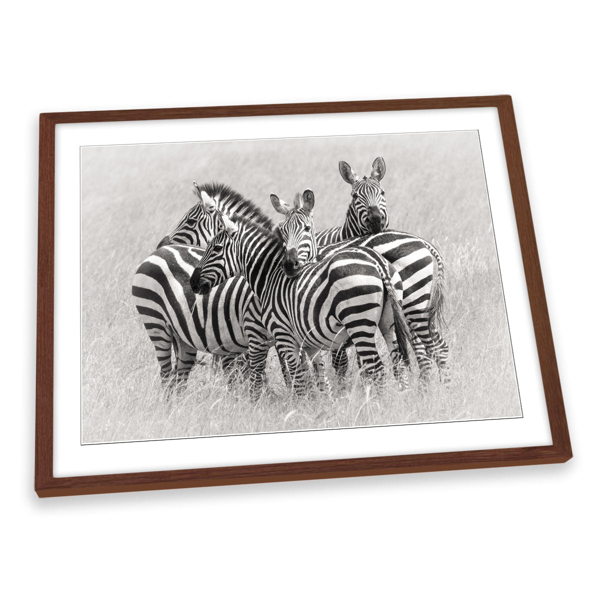 Zebras Wildlife Nature FRAMED ART PRINT Picture Artwork