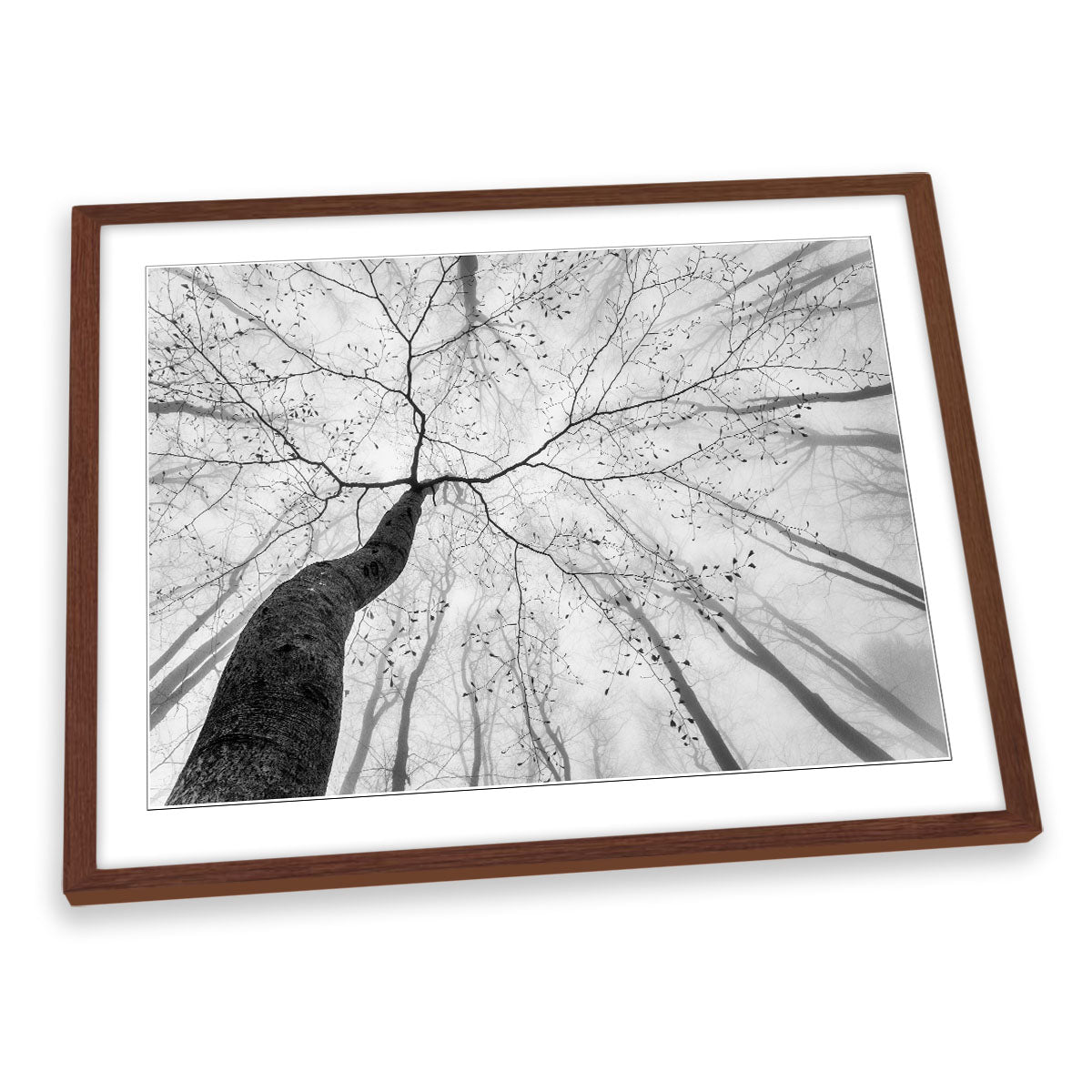A View of the Tree Crown Forest FRAMED ART PRINT Picture Artwork