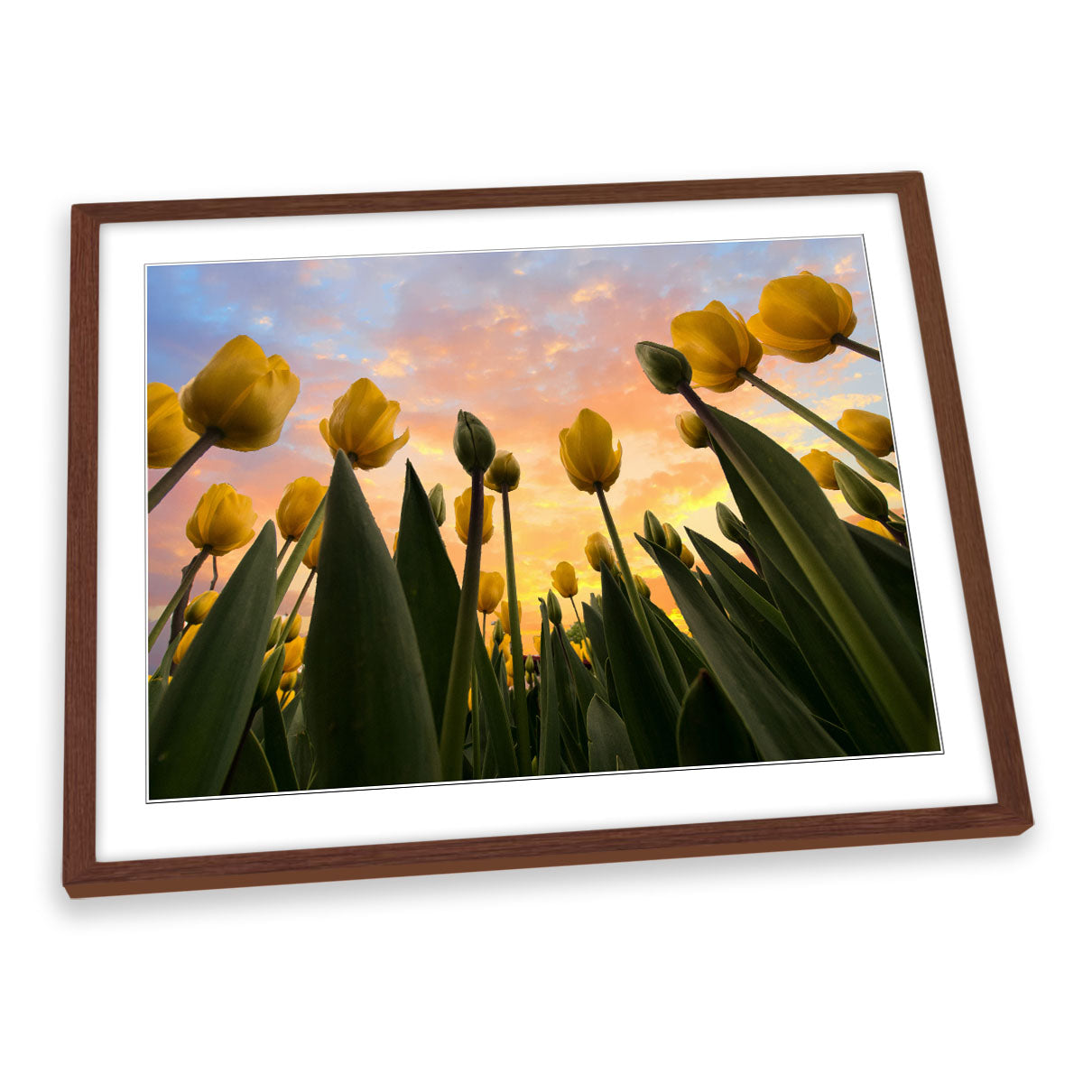 Yellow Tulip Flowers Sunset FRAMED ART PRINT Picture Artwork