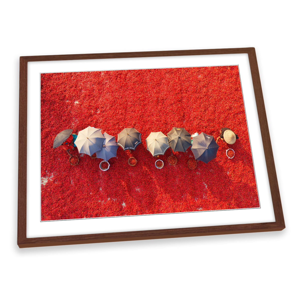 Working the Red Carpet Chilli Pickers Umbrella FRAMED ART PRINT Picture Artwork