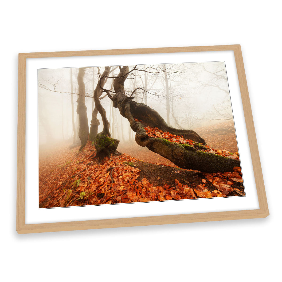 Aging Autumn Forest Trees Orange FRAMED ART PRINT Picture Artwork