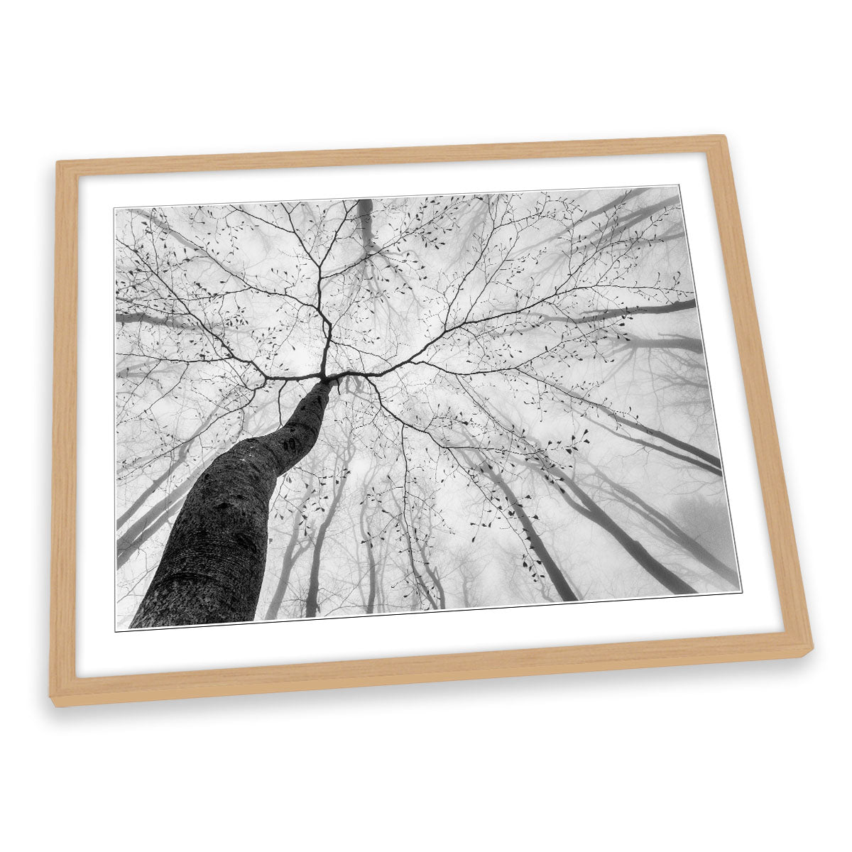 A View of the Tree Crown Forest FRAMED ART PRINT Picture Artwork