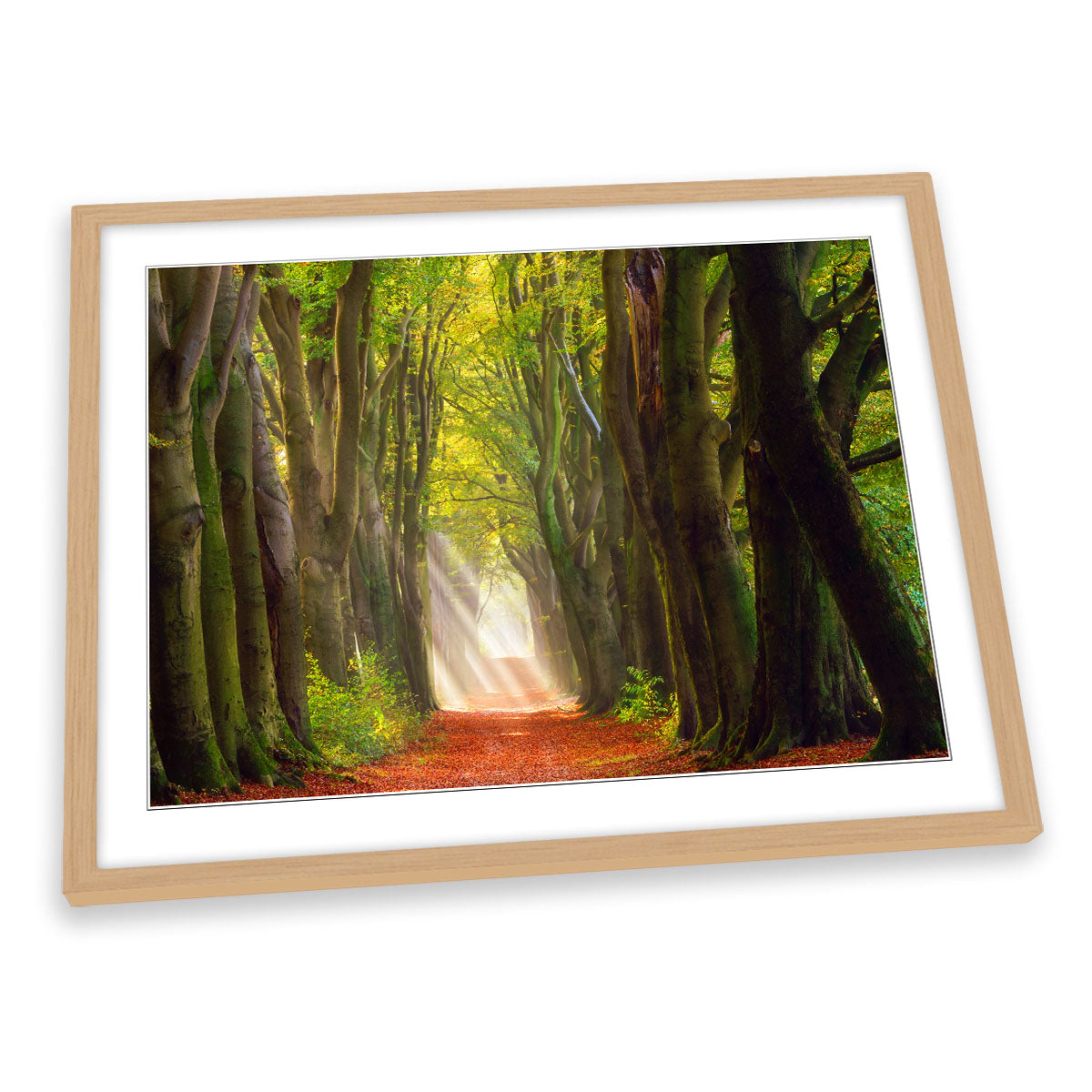 A Glorious Day Forest Trees Path FRAMED ART PRINT Picture Artwork