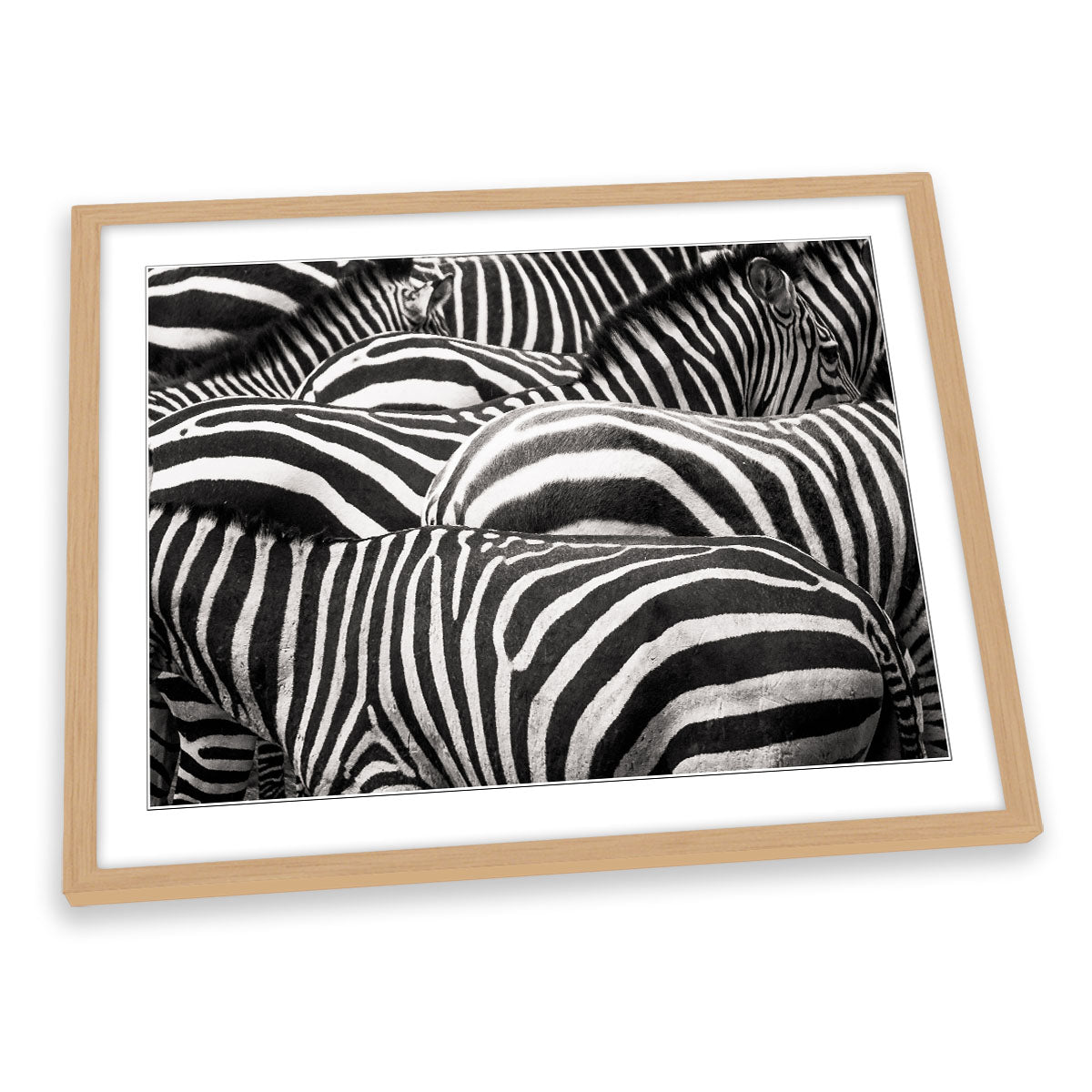 Zebras Together Wildlife FRAMED ART PRINT Picture Artwork