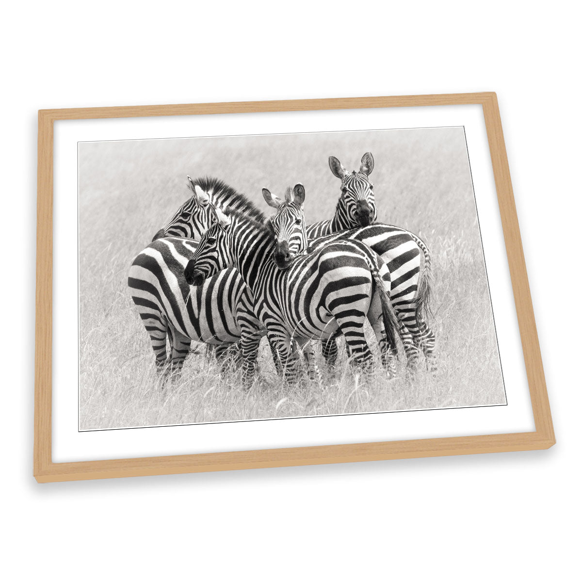 Zebras Wildlife Nature FRAMED ART PRINT Picture Artwork