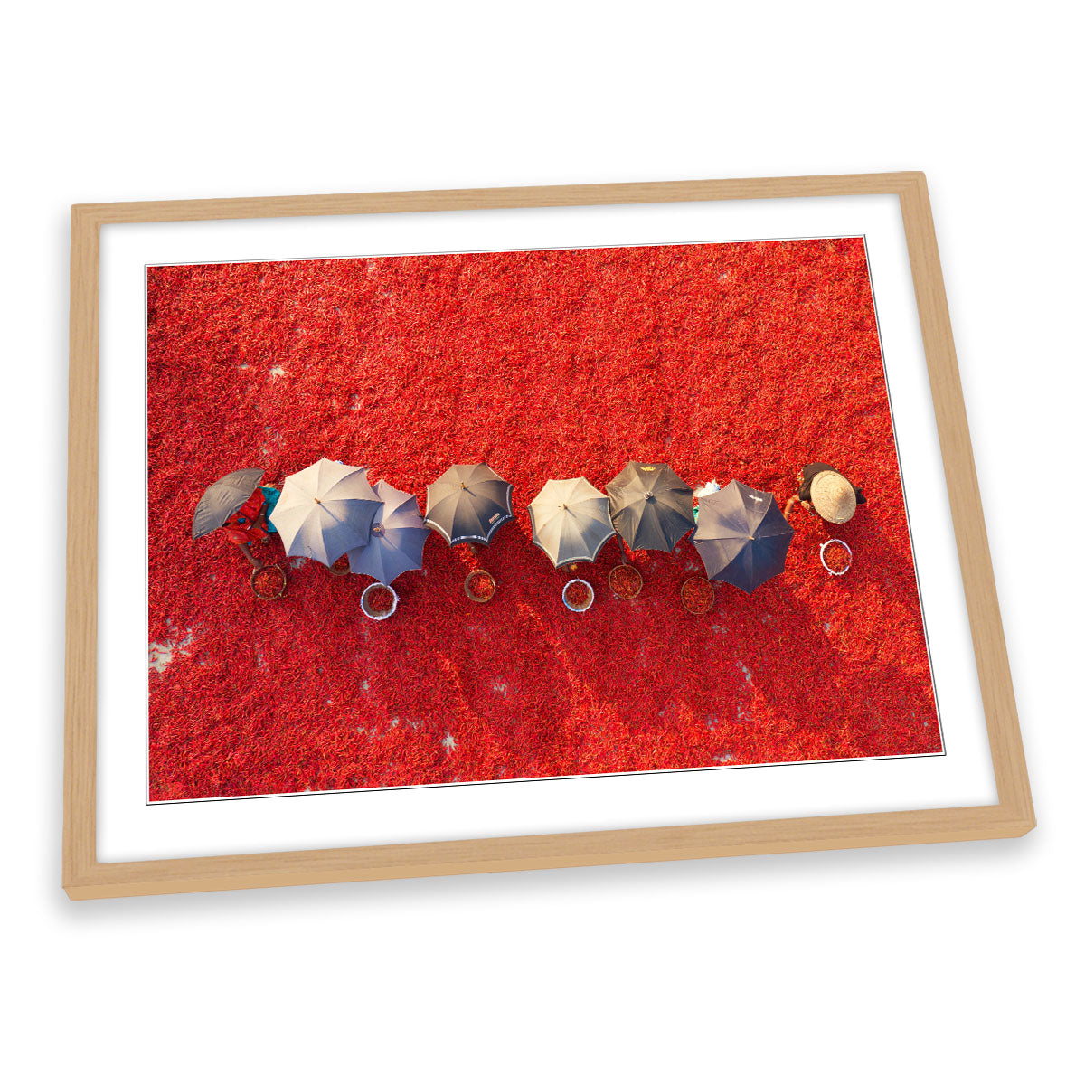 Working the Red Carpet Chilli Pickers Umbrella FRAMED ART PRINT Picture Artwork