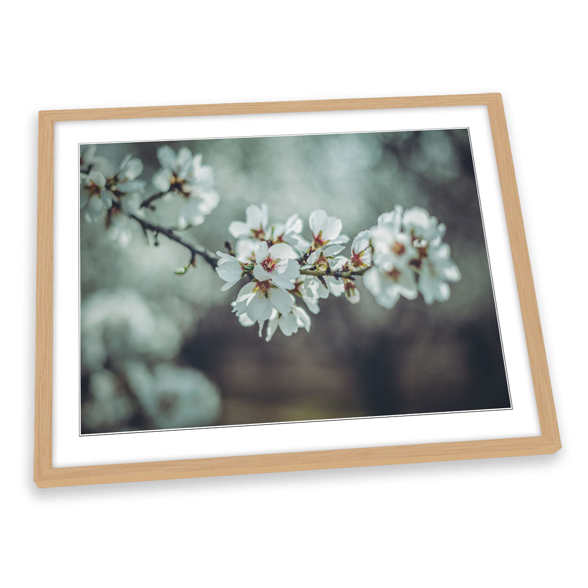 Almond Blossoms Floral Flowers Spring FRAMED ART PRINT Picture Artwork