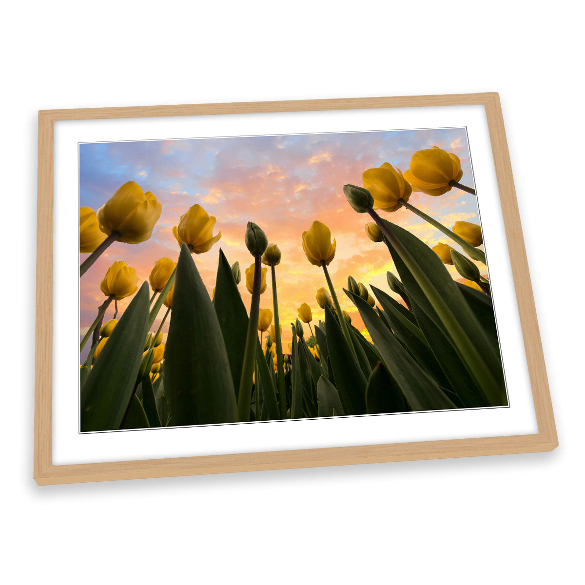 Yellow Tulip Flowers Sunset FRAMED ART PRINT Picture Artwork