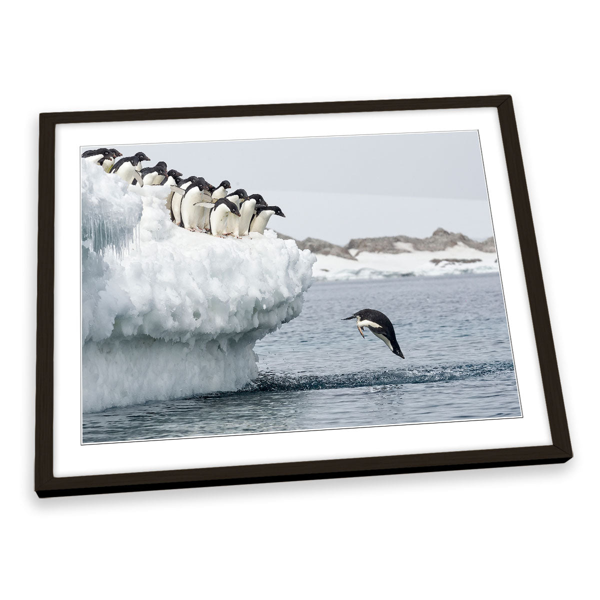 Penguin Splash Dive Wildlife FRAMED ART PRINT Picture Artwork