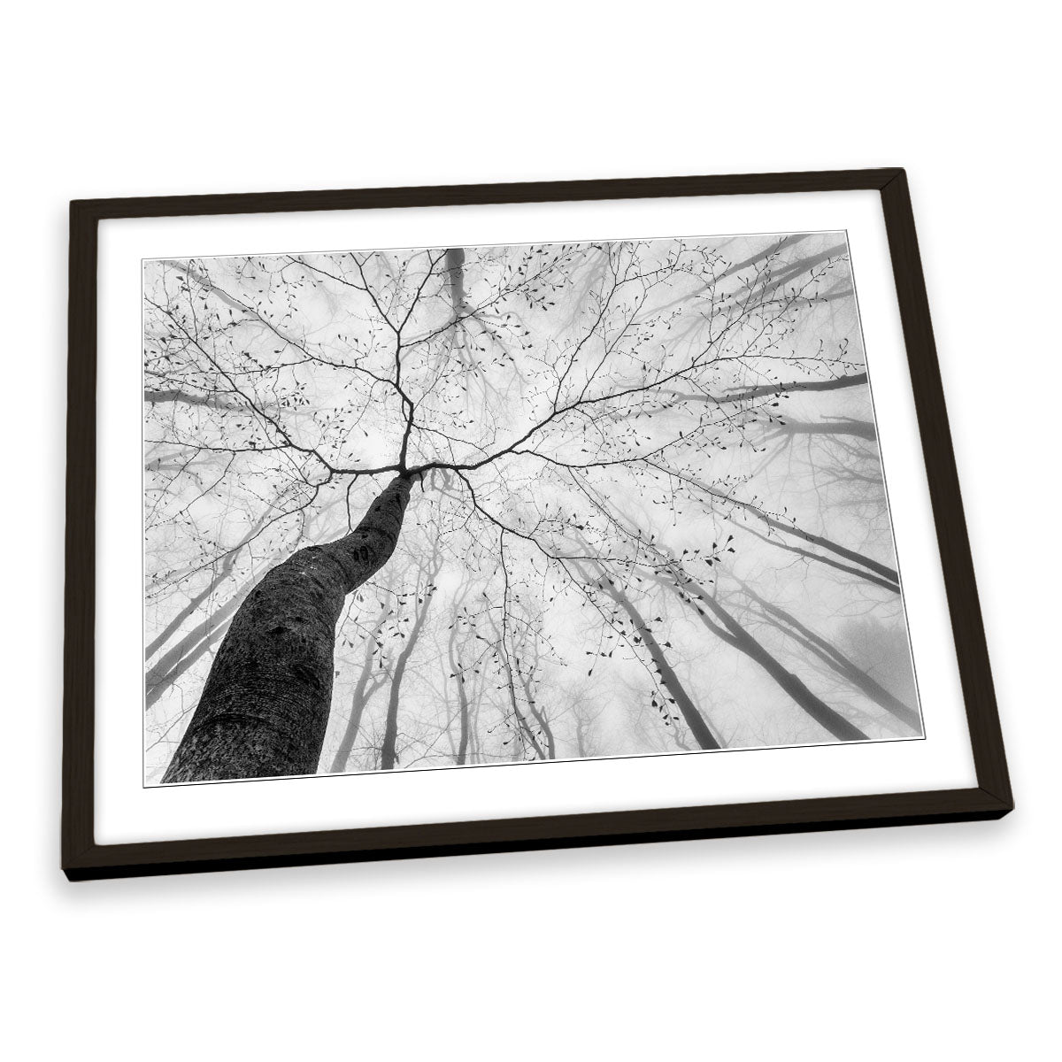 A View of the Tree Crown Forest FRAMED ART PRINT Picture Artwork
