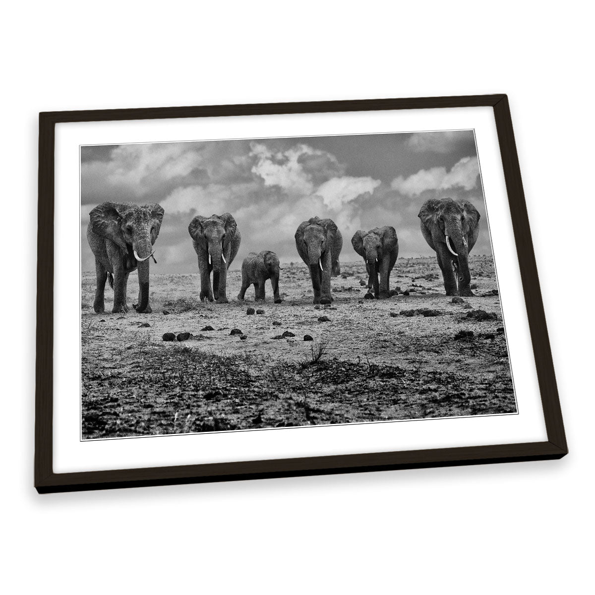 Big Family Elephants FRAMED ART PRINT Picture Artwork