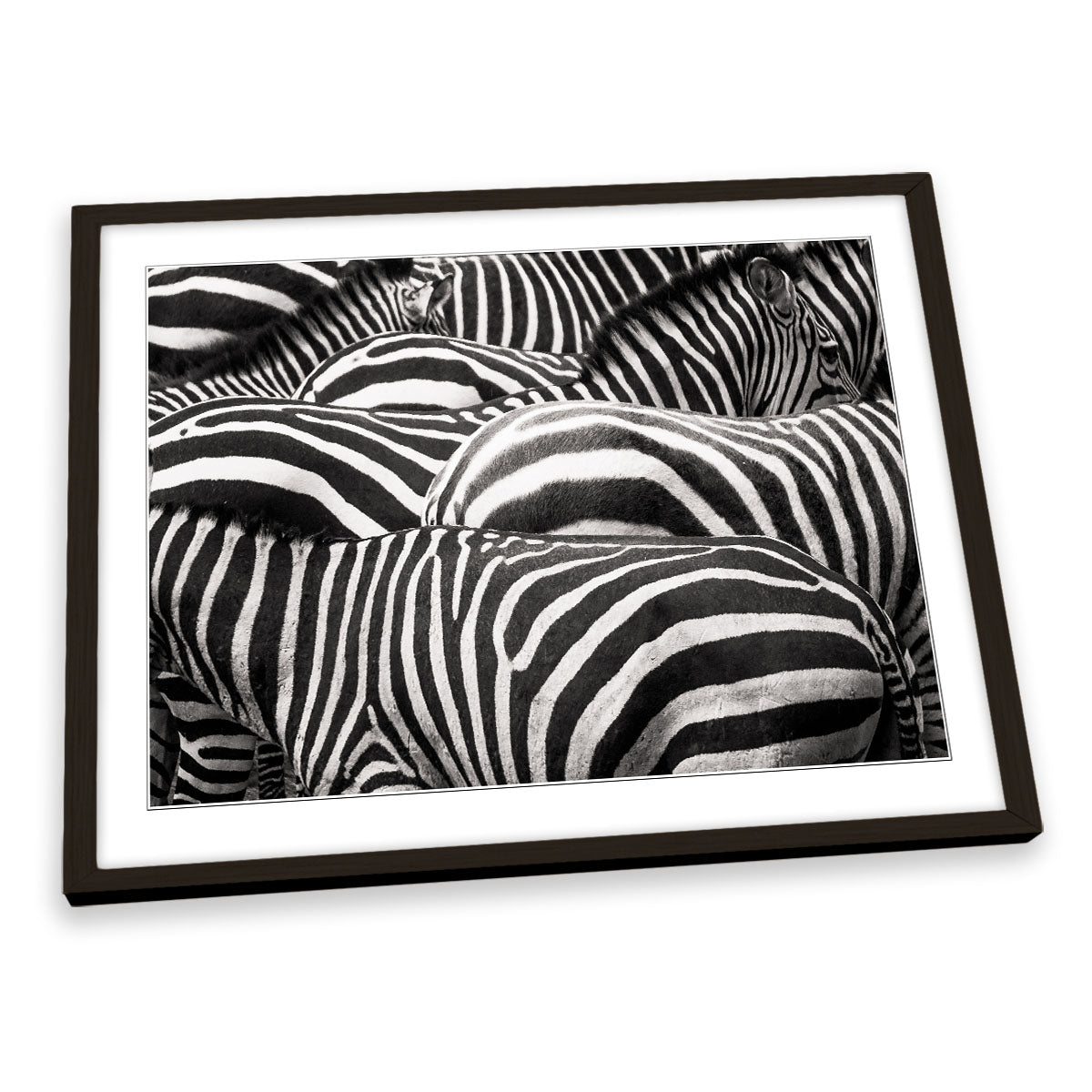 Zebras Together Wildlife FRAMED ART PRINT Picture Artwork