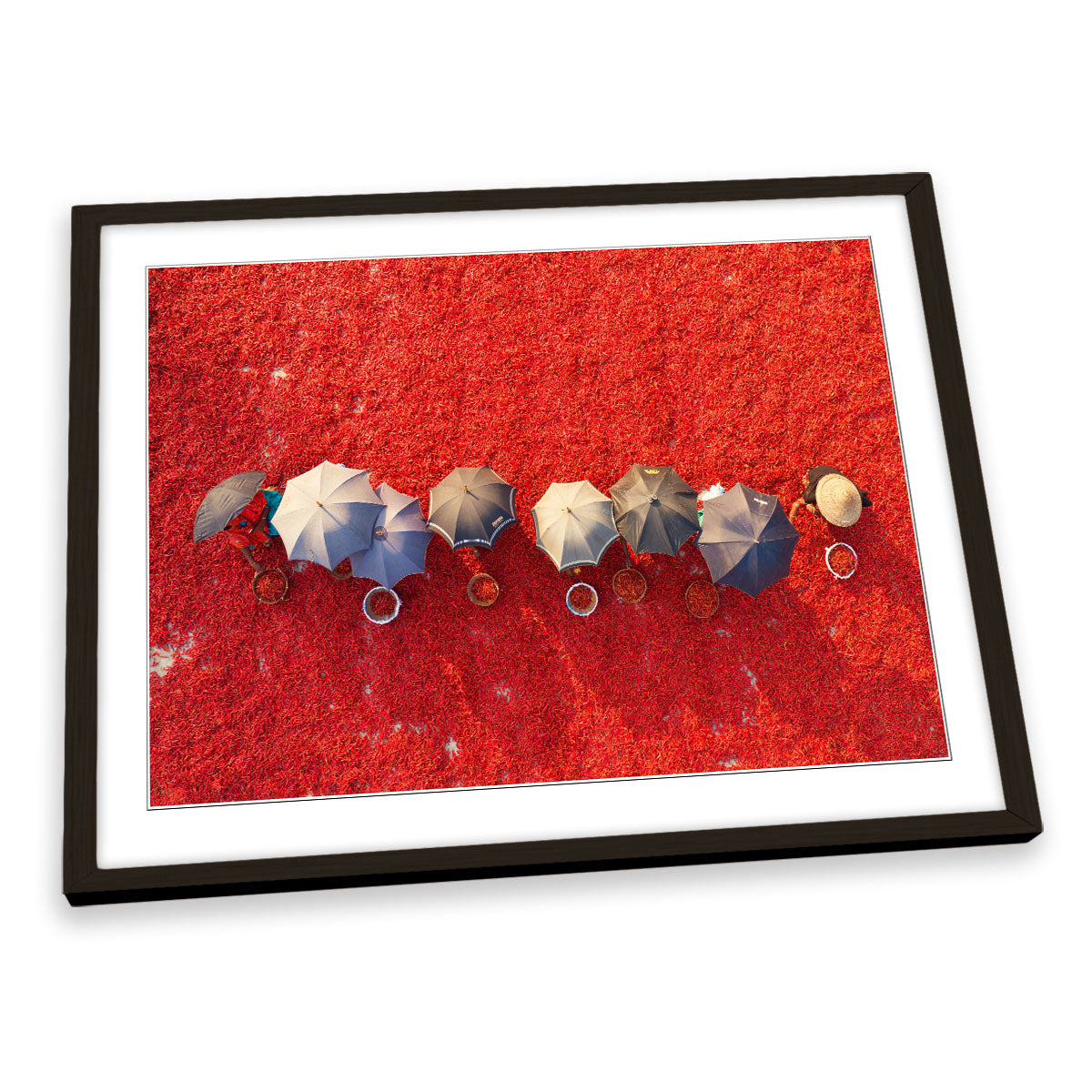 Working the Red Carpet Chilli Pickers Umbrella FRAMED ART PRINT Picture Artwork