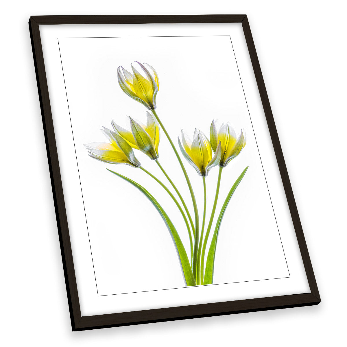 Yellow Tulip Flowers Floral Spring FRAMED ART PRINT Picture Portrait Artwork