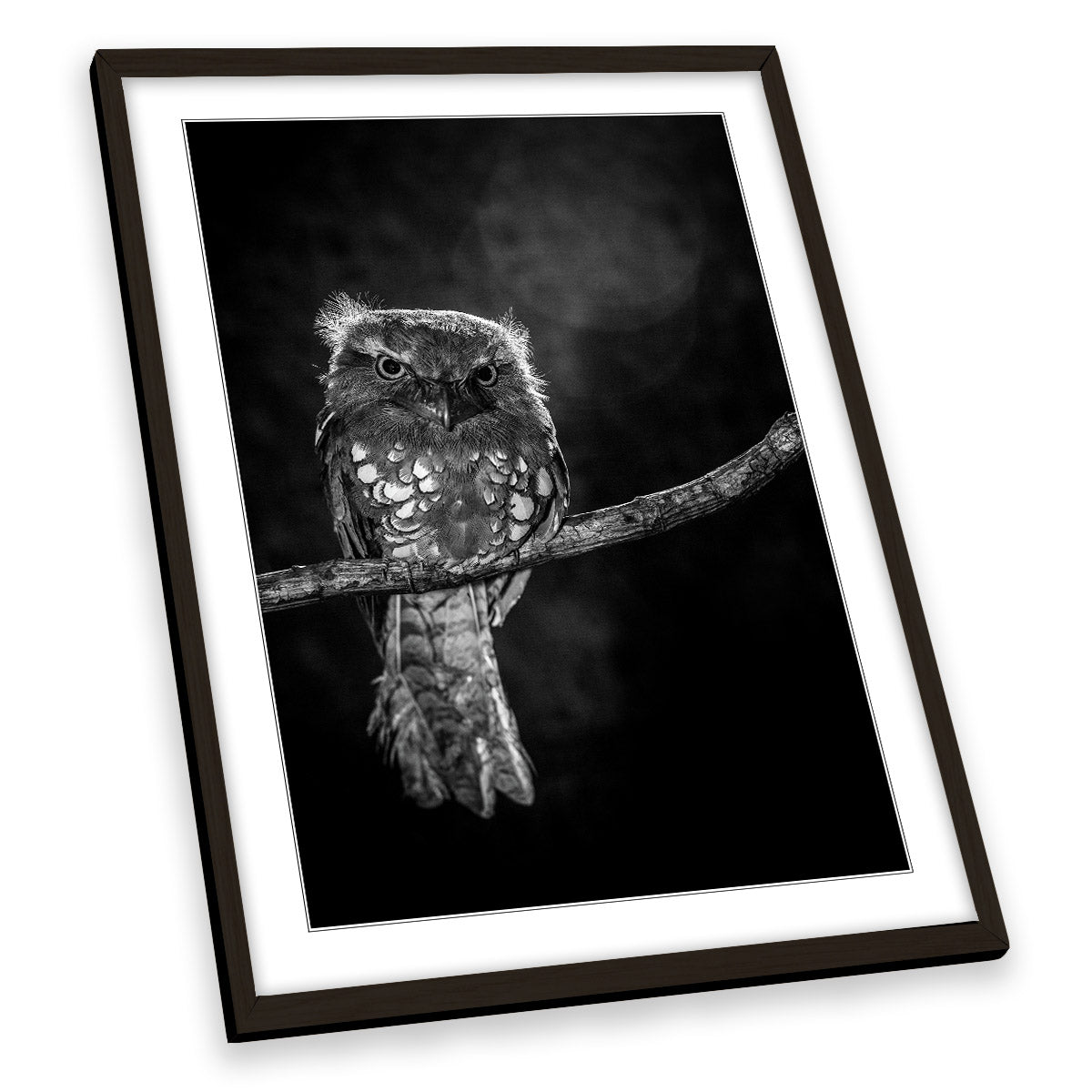 Alone in the Night Owl Branch Wildlife FRAMED ART PRINT Picture Portrait Artwork