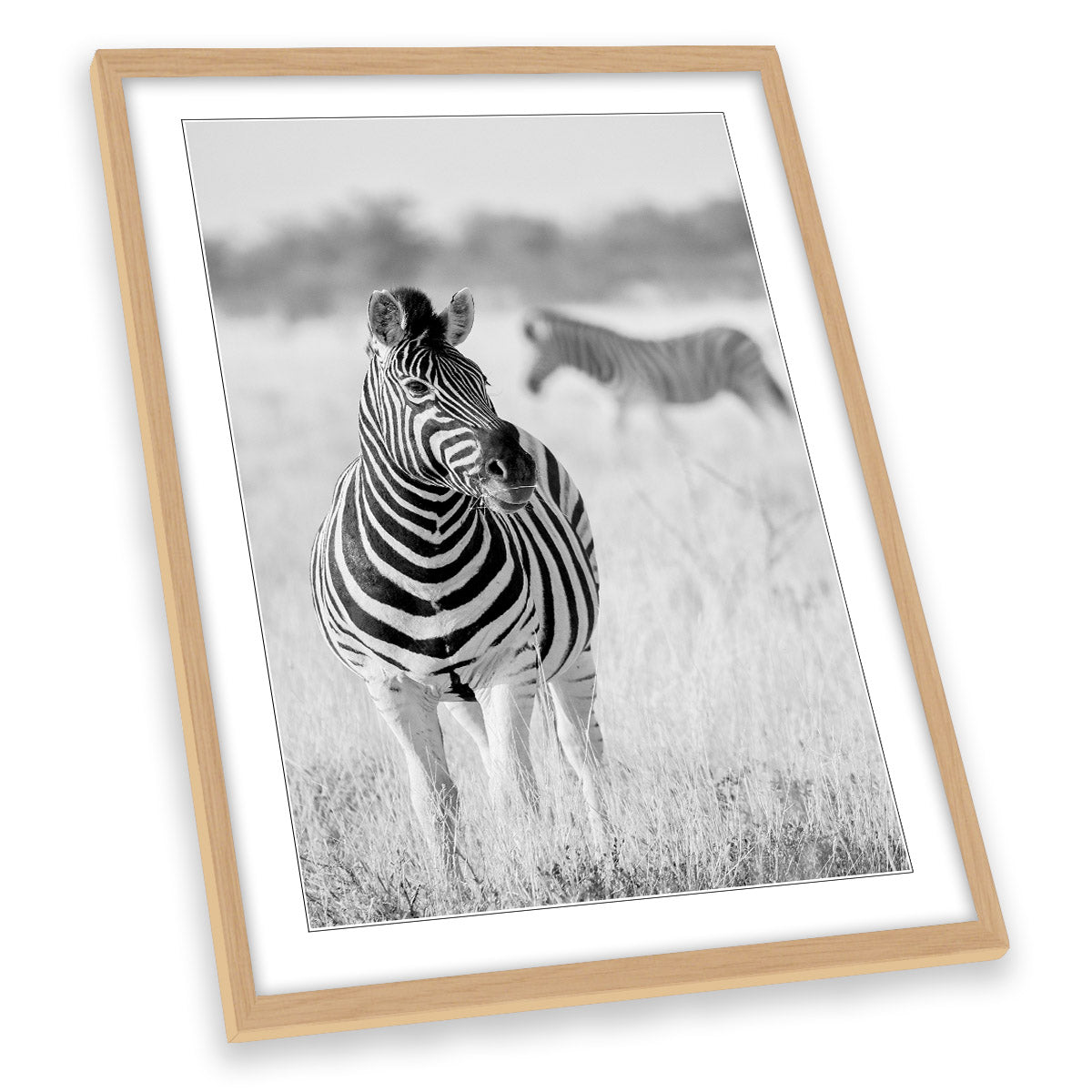 Zebra Black and White Wildlife Safari FRAMED ART PRINT Picture Portrait Artwork