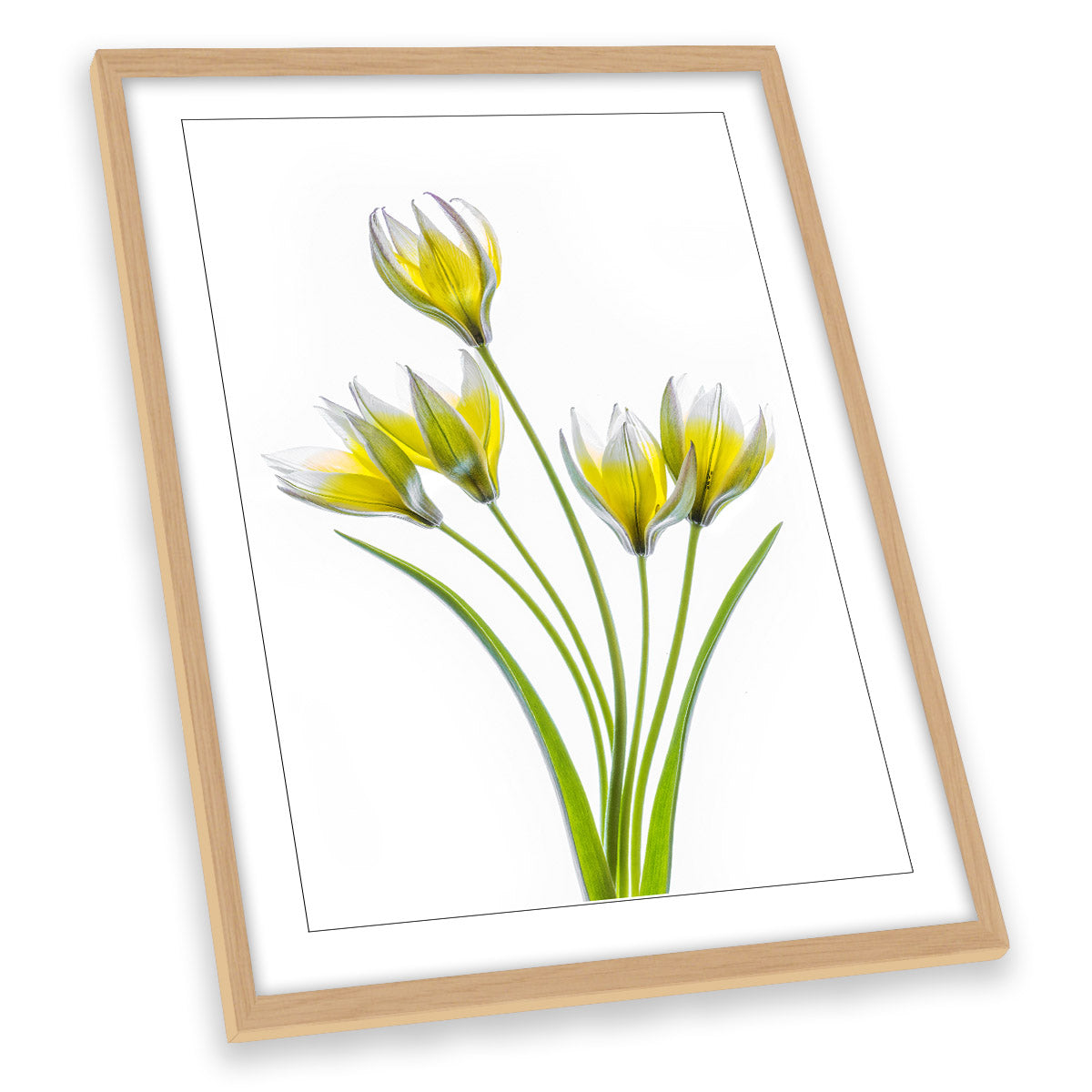 Yellow Tulip Flowers Floral Spring FRAMED ART PRINT Picture Portrait Artwork
