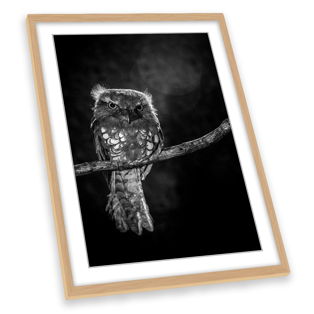 Alone in the Night Owl Branch Wildlife FRAMED ART PRINT Picture Portrait Artwork