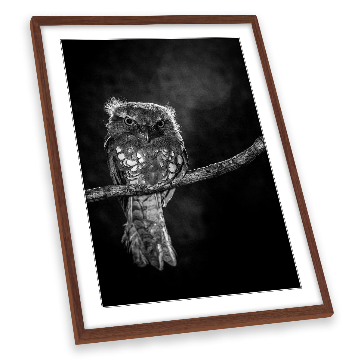 Alone in the Night Owl Branch Wildlife FRAMED ART PRINT Picture Portrait Artwork