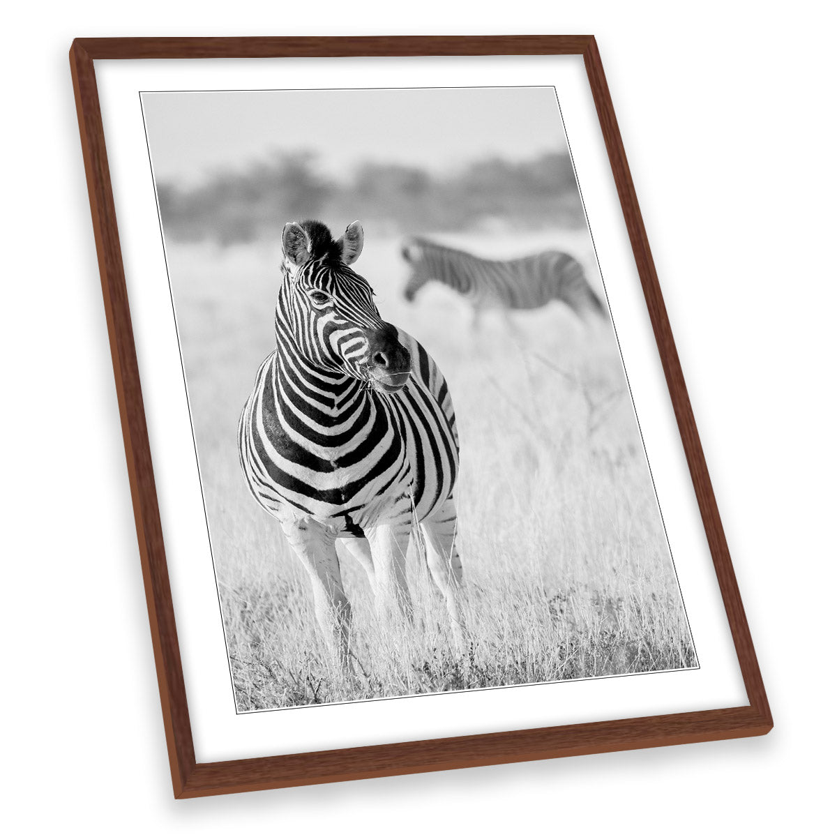Zebra Black and White Wildlife Safari FRAMED ART PRINT Picture Portrait Artwork