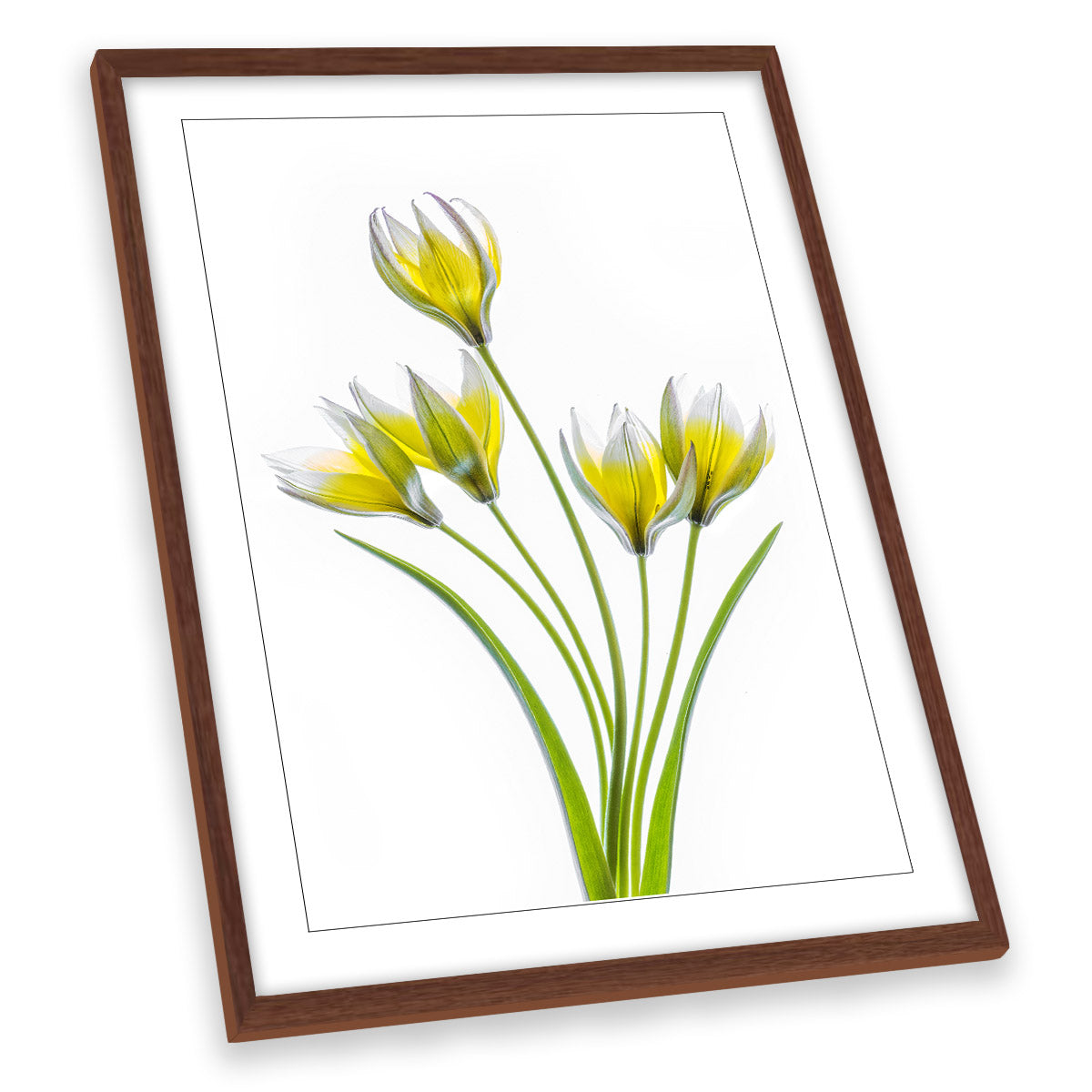 Yellow Tulip Flowers Floral Spring FRAMED ART PRINT Picture Portrait Artwork