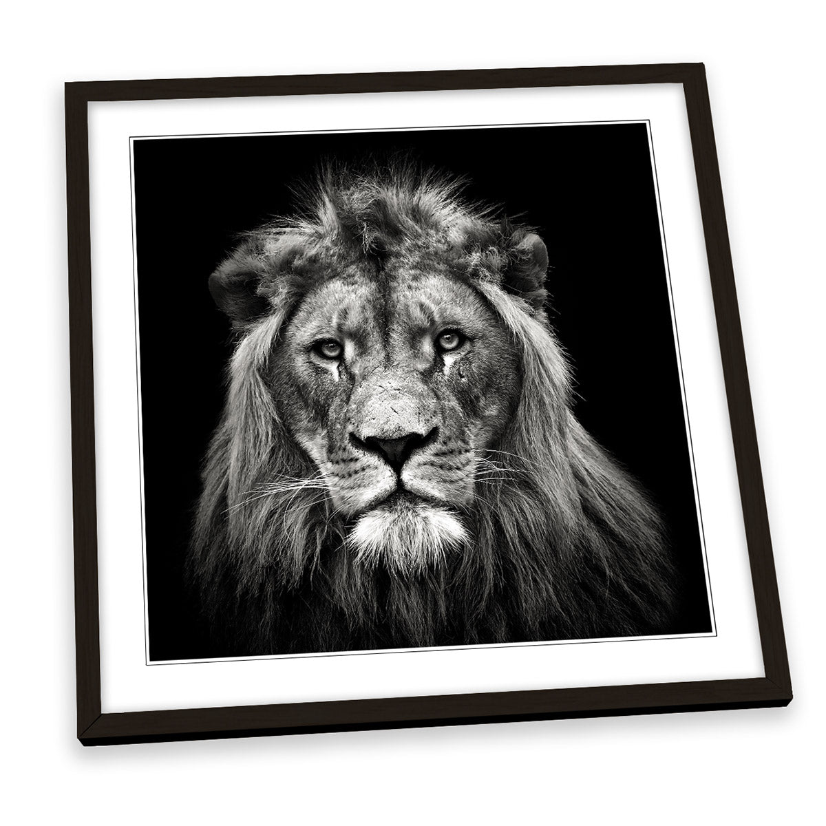 Young Male Lion Portrait FRAMED ART PRINT Picture Square Artwork