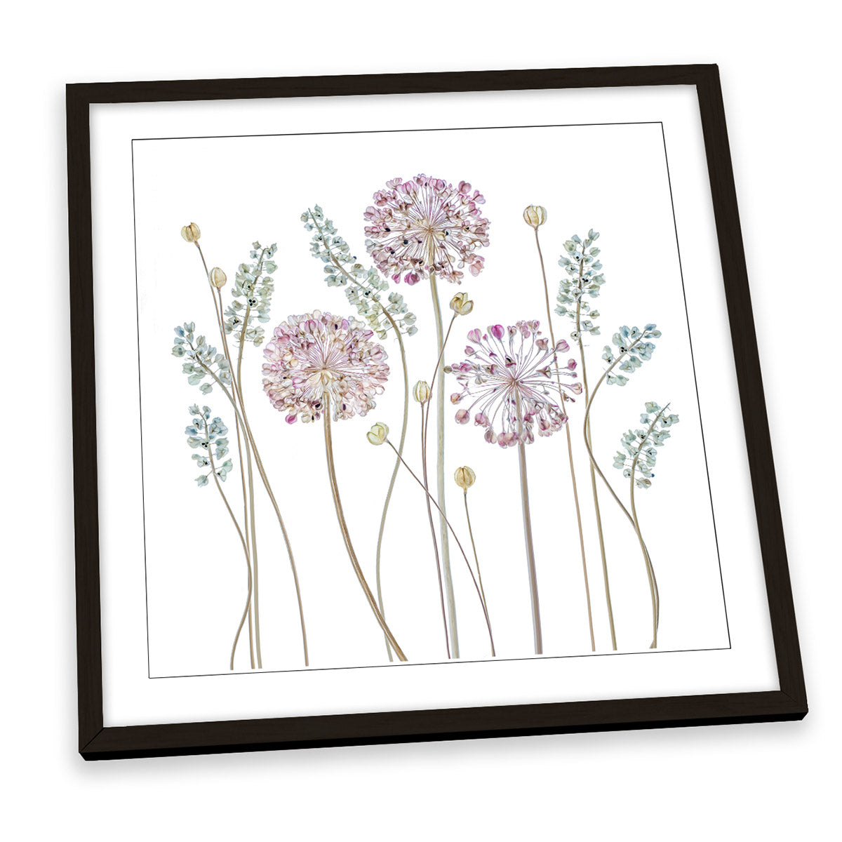 Allium Floral Flowers White FRAMED ART PRINT Picture Square Artwork