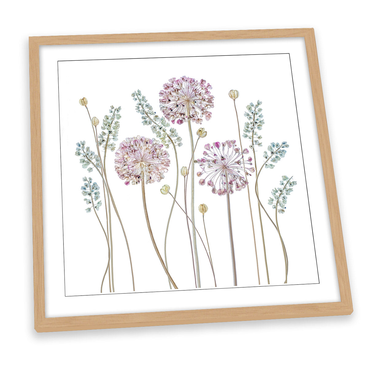 Allium Floral Flowers White FRAMED ART PRINT Picture Square Artwork