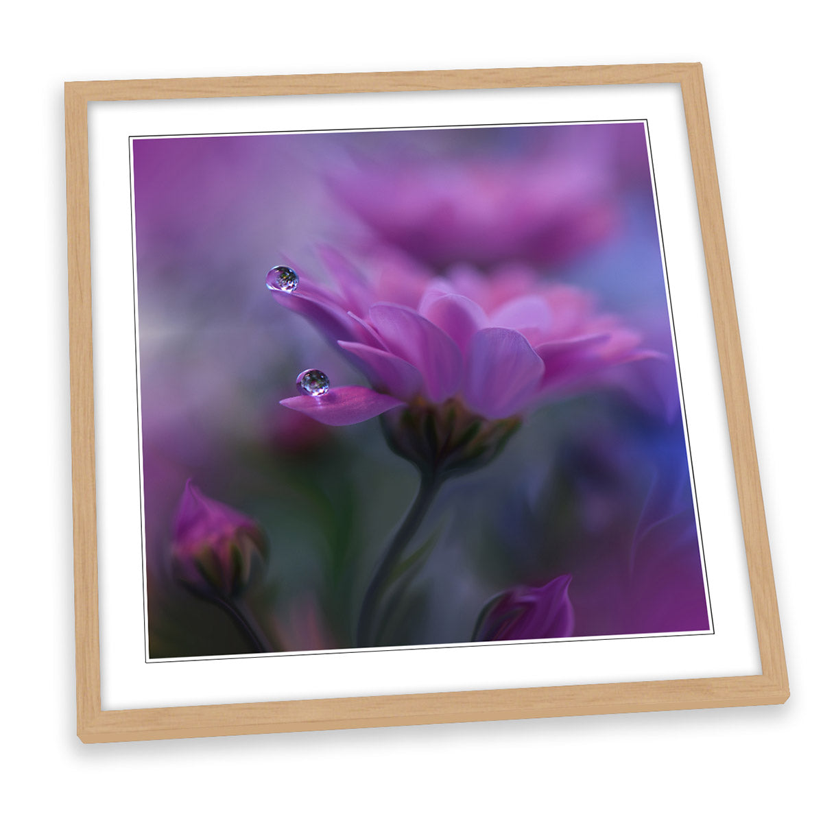 All of Me Gentle Pink Petal Water Drops FRAMED ART PRINT Picture Square Artwork
