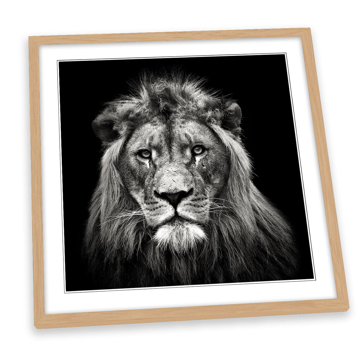Young Male Lion Portrait FRAMED ART PRINT Picture Square Artwork