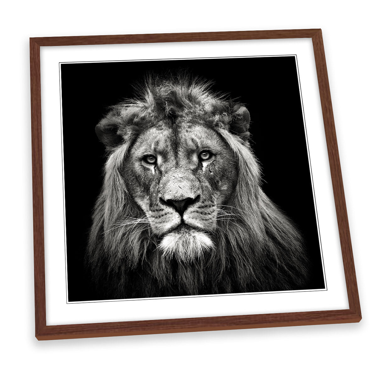 Young Male Lion Portrait FRAMED ART PRINT Picture Square Artwork