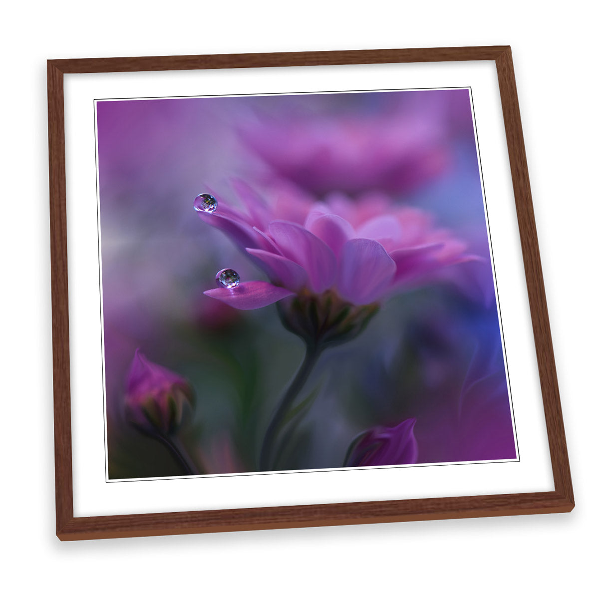 All of Me Gentle Pink Petal Water Drops FRAMED ART PRINT Picture Square Artwork
