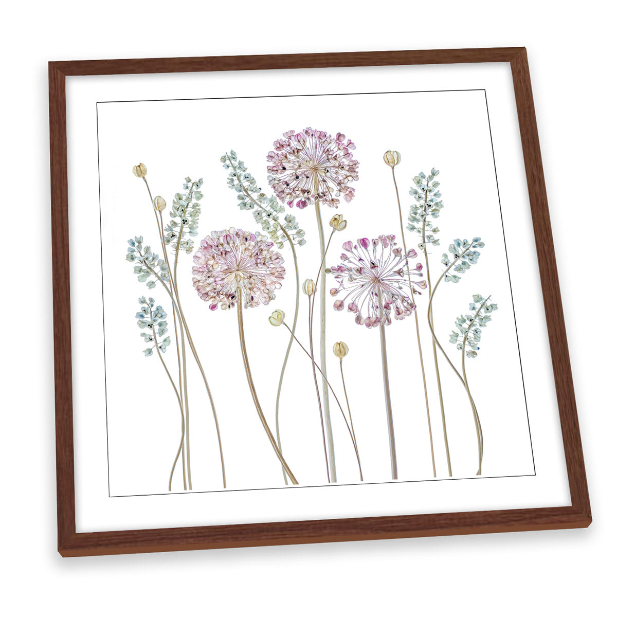Allium Floral Flowers White FRAMED ART PRINT Picture Square Artwork