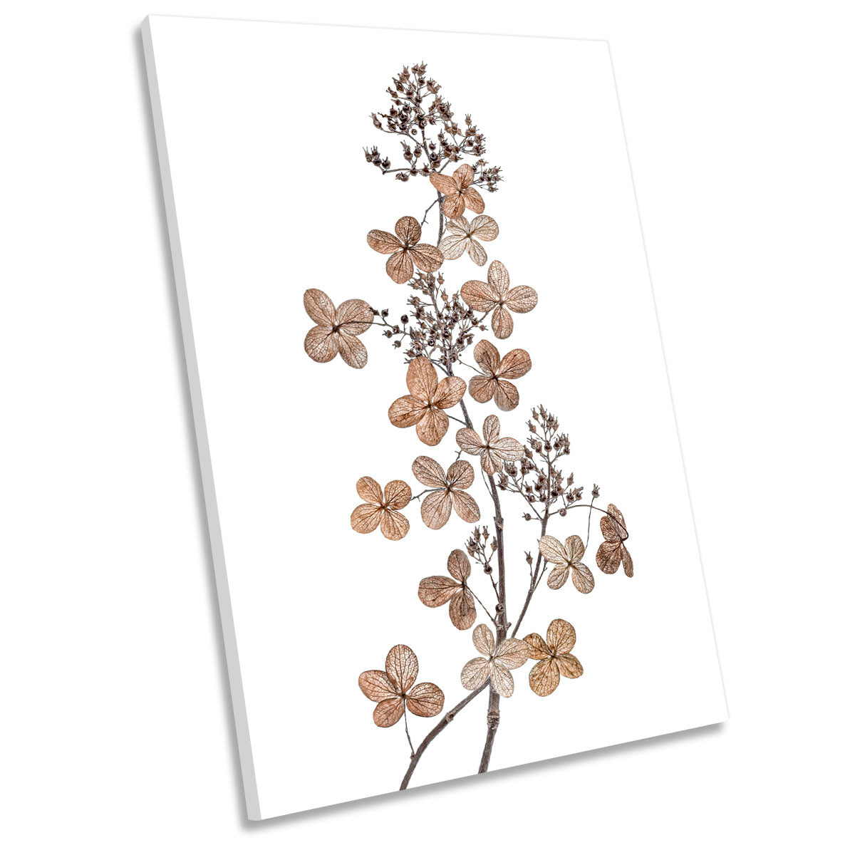 Hydrangea Paniculata Floral Flowers CANVAS WALL ART Portrait Picture Print