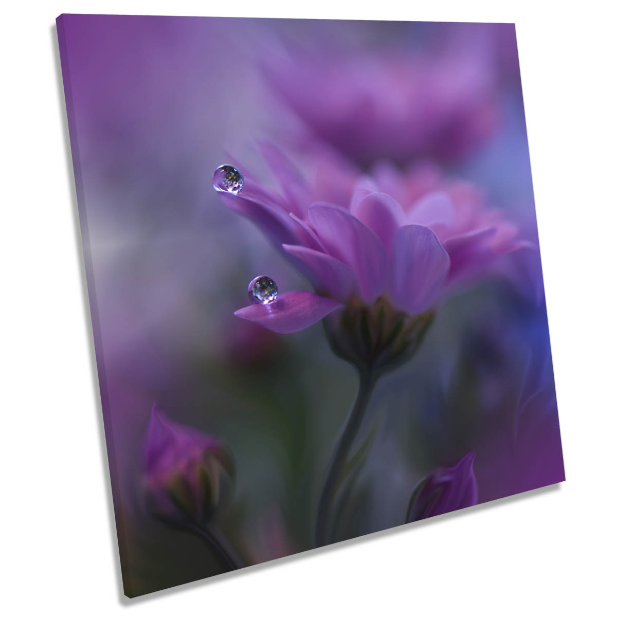 All of Me Gentle Pink Petal Water Drops