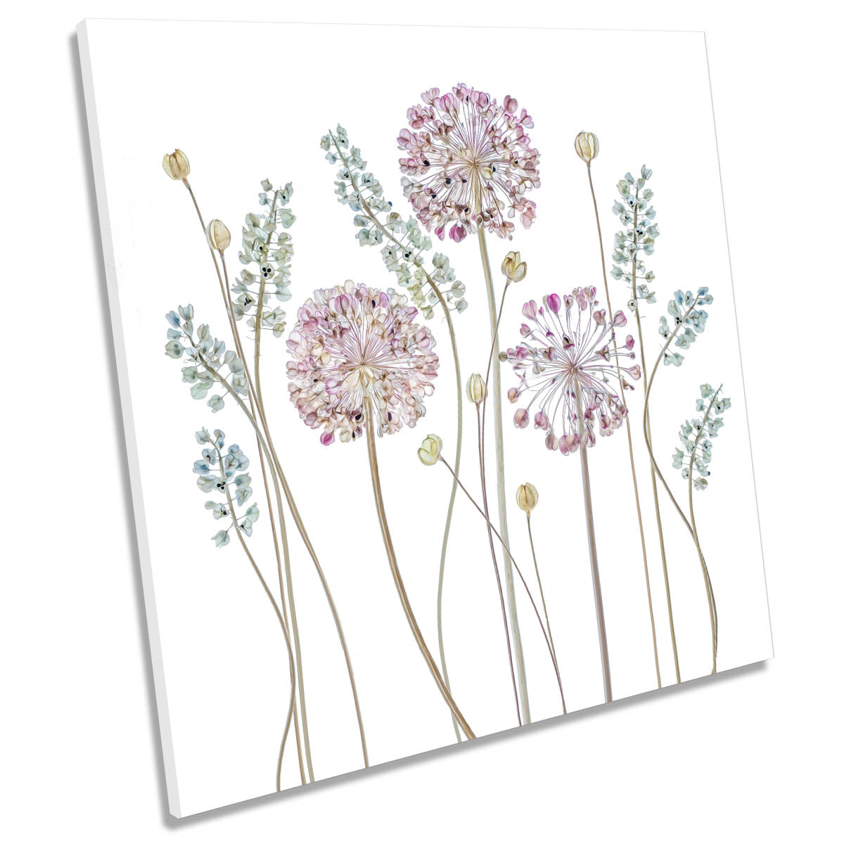 Allium Floral Flowers White