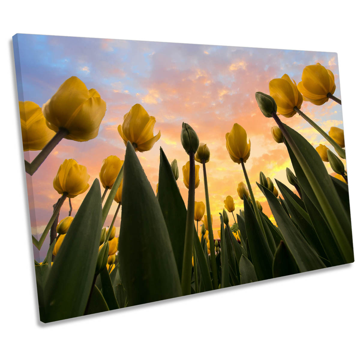 Yellow Tulip Flowers Sunset CANVAS WALL ART Print Picture