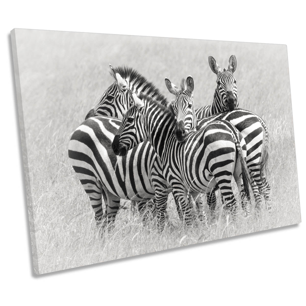 Zebras Wildlife Nature CANVAS WALL ART Print Picture