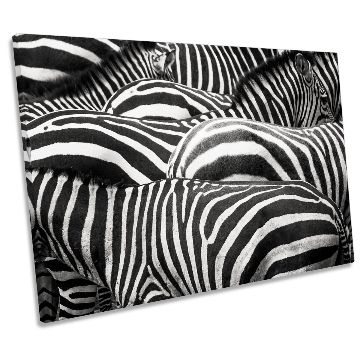 Zebras Together Wildlife CANVAS WALL ART Print Picture