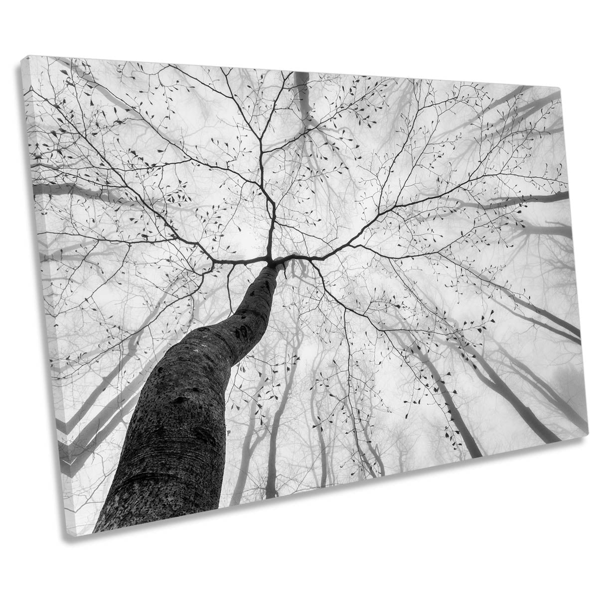 A View of the Tree Crown Forest CANVAS WALL ART Print Picture