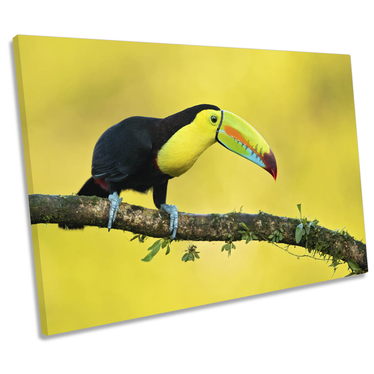 Yellow Keel-Billed Toucan Bird Wildlife CANVAS WALL ART Print Picture
