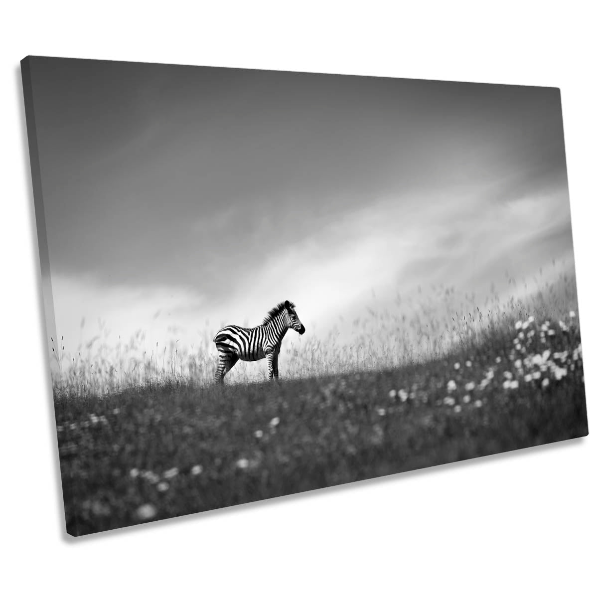 Zebra Stands on the Hill Wildlife CANVAS WALL ART Print Picture