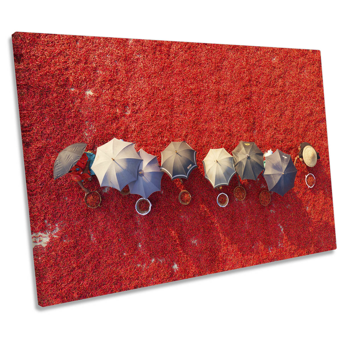 Working the Red Carpet Chilli Pickers Umbrella CANVAS WALL ART Print Picture