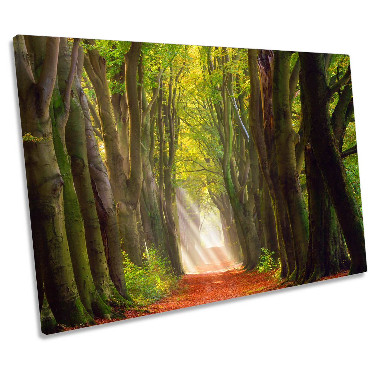 A Glorious Day Forest Trees Path CANVAS WALL ART Print Picture