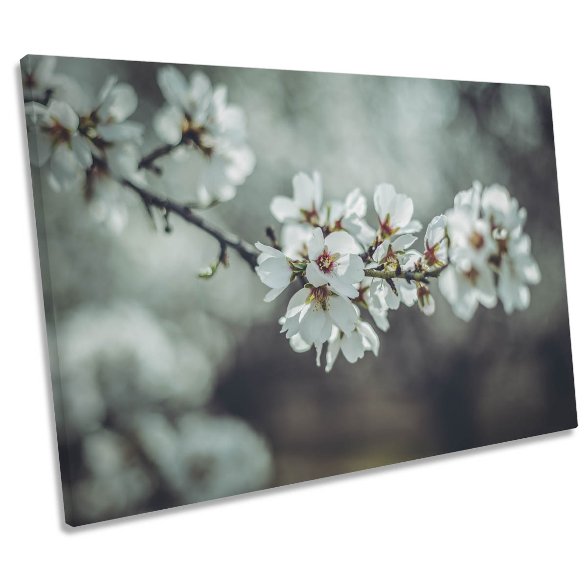 Almond Blossoms Floral Flowers Spring CANVAS WALL ART Print Picture