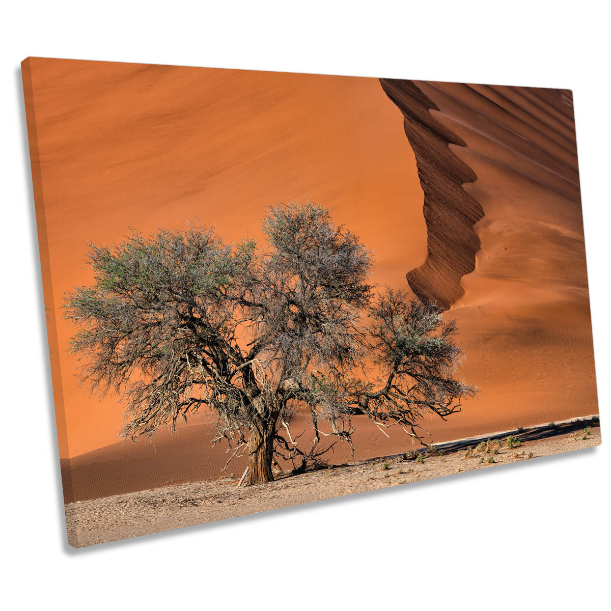 Acacia Tree in the Desert Sand Dune CANVAS WALL ART Print Picture